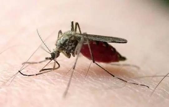 短吻鳄、蛇、咬人的昆虫：小型飞机失事幸存者回忆起36小时的磨难